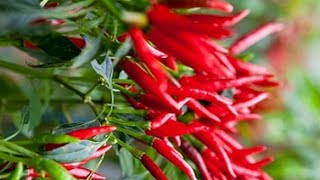 Вытяжка из красного перца Вытяжка из красного перца