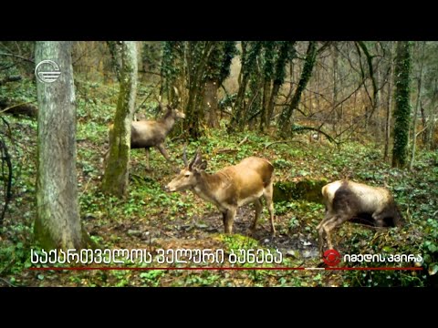 საქართველოს ველური ბუნება