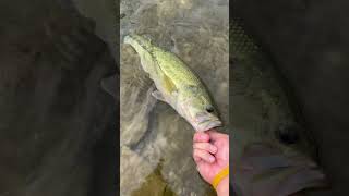 The shake at the end !!! #fishing #catchandrelease