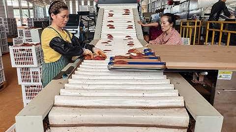 Introducing the Sweet Potato AI Sorting Machine! 🍠✨