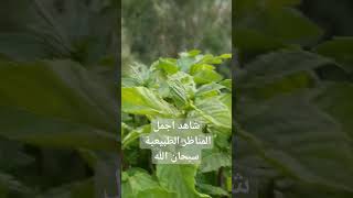 #شاهد ما اجمل الطبيعة في الريف مع تلاوه عطره #اليمن #السعودية