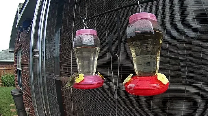 Female Hummingbird