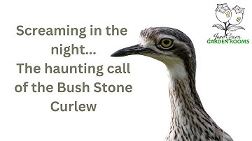 The Bird that Sounds like a Woman Screaming-Curlew Call- Burhinus grallarius #australia
