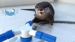 Otter Tired Of Playing Is Too Cute!