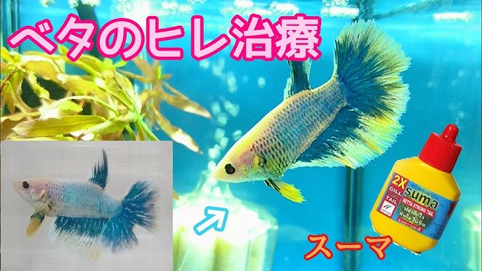 ベタ飼育 93 尾ぐされ病 の治療結果は スーマ薬浴をしたマーメード君のその後の体調は ヒレの充血やピンホールは治ったのか Youtube