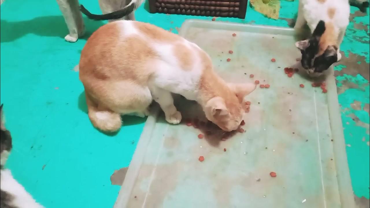 CAT STANDOFF Who is the leader! YouTube