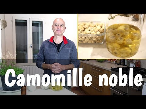 Vidéo: Comment Jouer à La Camomille