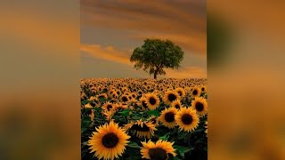 Beautiful pictures of sunflowers⁦❤️⁩⁦❤️⁩✨ صور لزهره عباد الشمس⁦❤️⁩⁦❤️⁩✨