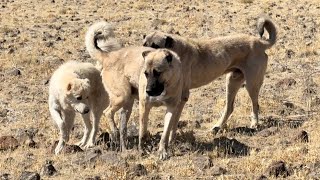 Duman Sürü Köpekleri̇ne Karşi. Köpek Geldi̇ği̇ Gi̇bi̇ Dumana..