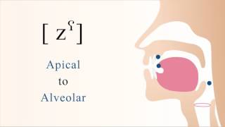 [ zˁ ] voiced pharyngealized apical alveolar sibilant fricative