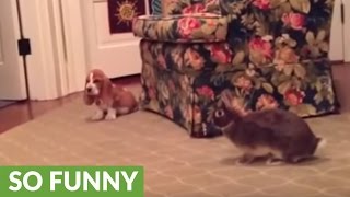 Basset Hound puppy plays with bunny rabbit