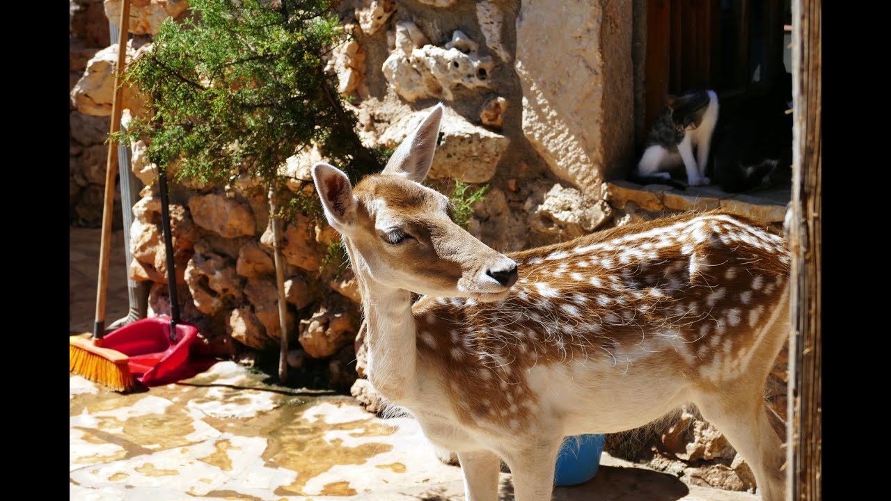 greek zoo