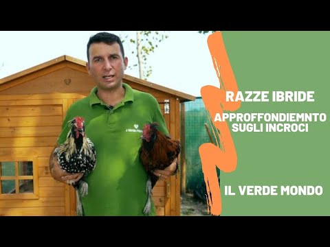 Incroci galline ovaiole: cosa sono le razze ibride e perché vengono sviluppate