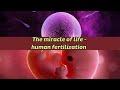Miracle of life. Human fertilization. How a new life is formed?|English|