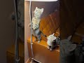 Adorable Trio of Kittens Transfixed by Fly