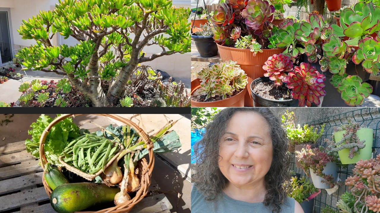 CONSEQUÊNCIAS DE TER SUCULENTAS NO TEMPO, Mimos do quintal.