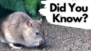 Things you need to know about BROWN RATS!