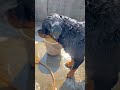Bohat Thand He Rottwailer Dog Rottwailer The Bruzzo Rottwailer Dog Viral Shorts Bohat Thand He Rottwailer Dog Rottwailer The Bruzzo Rottwailer Dog Viral Shorts