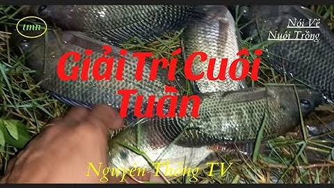 Cận Cảnh, Trúng Ổ Cá Rô Phi Khủng Giật Đã Tay...