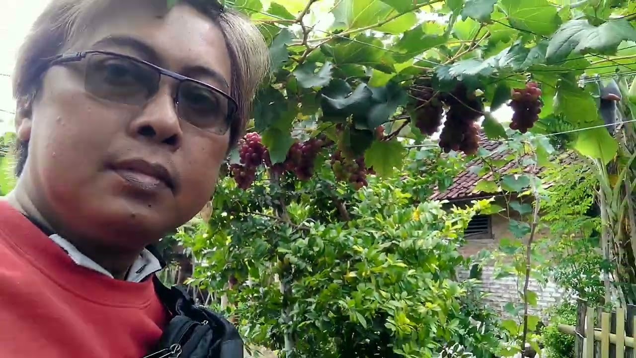 Kebun Aneka Anggur 