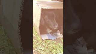 Abandoned Mama Dog And Newborn Puppies - Part 1  #shorts #dogrescueshelter #rescue #puppy #puppies