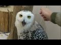 Japan Vlog Preview: Viciously Attacked By A Rogue Owl