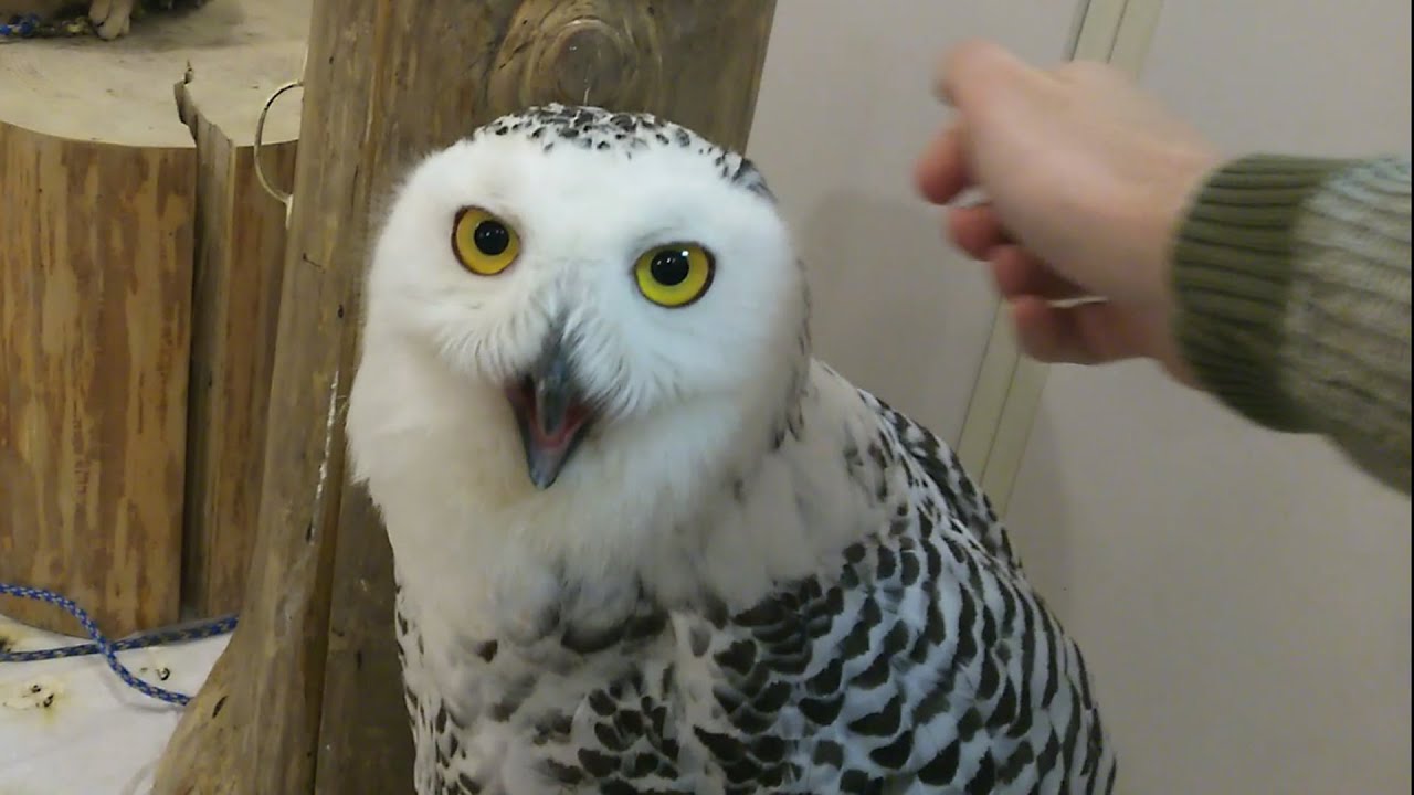 Japan Vlog Preview: Viciously Attacked By A Rogue Owl