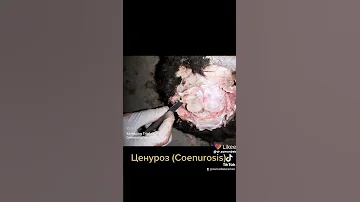 Паразит в мозге овец (ЦЕНУРОЗ)