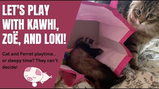 Kawhi the Ferret - Nap Time Turns into Play Time! Cat and Ferrets by Happy Fuel 106 views 2 years ago 3 minutes, 56 seconds