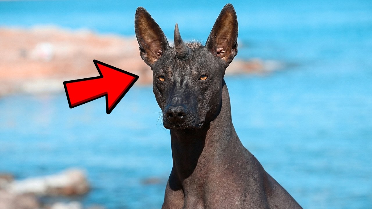 They Bought a Dog, but When the Vet Saw It, He Called the Police