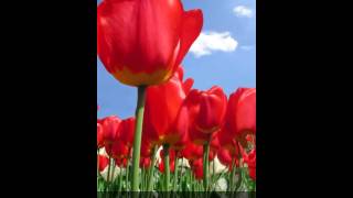 Tulips live wallpaper screenshot 2