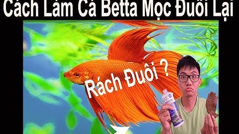 Vlog 71:  Cách Trị Cho Cá Betta Mọc Đuôi Lại Khi Bị Rách Đuôi Và Thối Vây