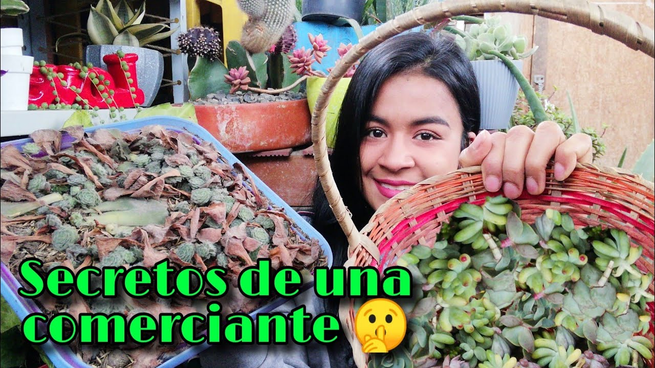 CONVIERTE TU HOBBY EN NEGOCIO - VENDE SUCULENTAS 💵🌵 | Jardines by Angie