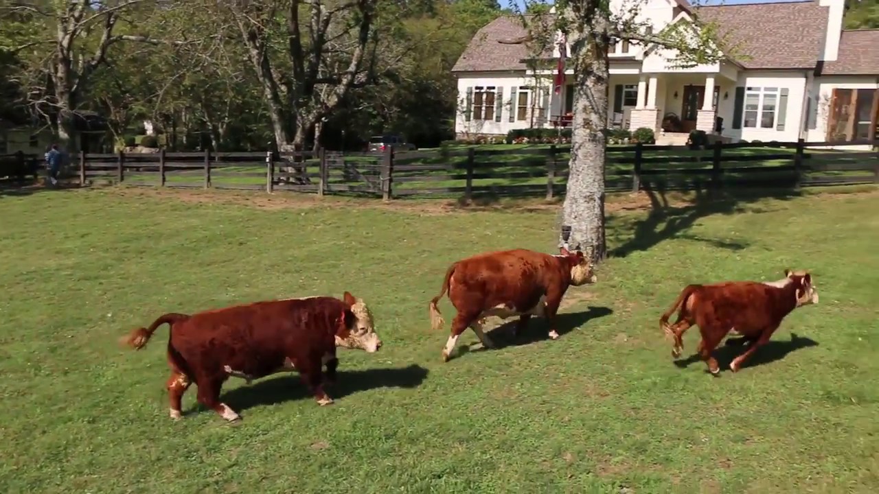 Buck & Bull Cattle Ranch YouTube