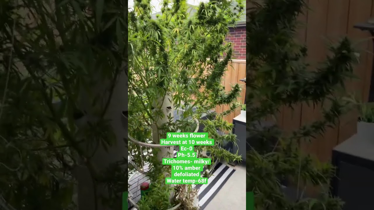 How to grow aeroponic cannabis 2022- tower garden -9 weeks flower