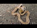 シマヘビ幼蛇がヒガシニホントカゲを捕食