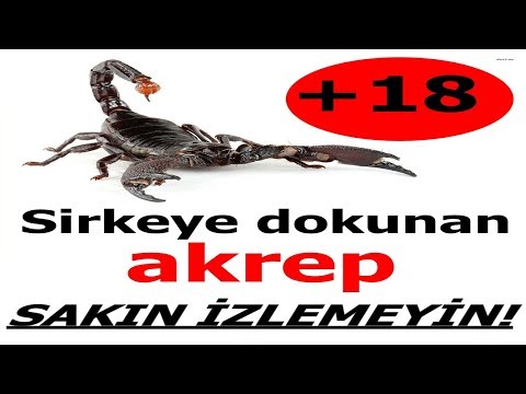 Video: Bir Akrep Nasıl Yükseltilir