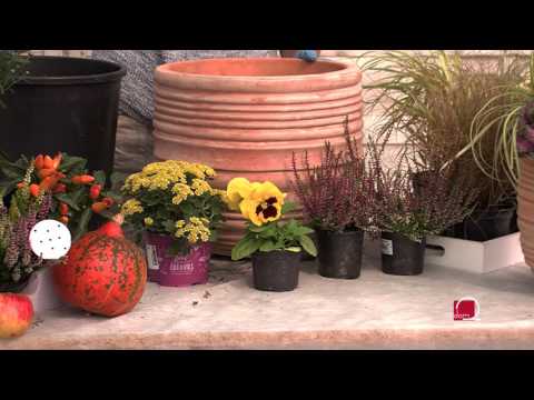 Video: Značilnosti Sanitarne Obrezovanja Vrta Jeseni