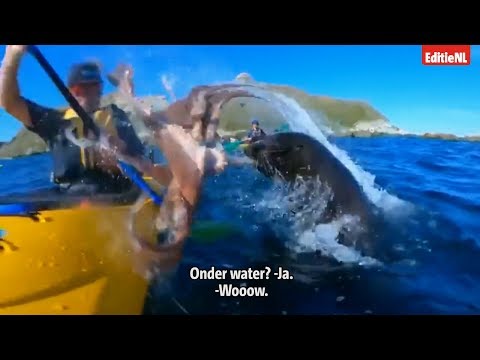 Video: Een Zeehond Sloeg Een Kayaker In Het Gezicht Met Een Octopus Voor De Kust Van Nieuw-Zeeland