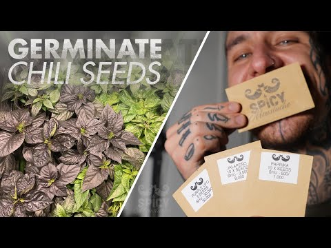 Easy Way How to Germinate Chillies!