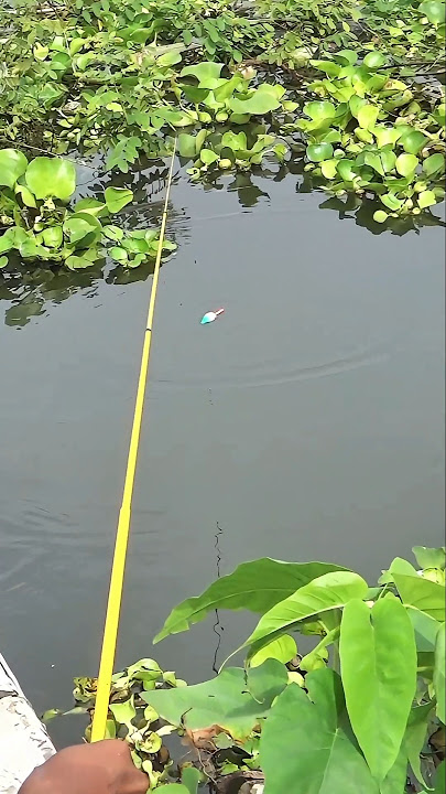 Gampang Sekali Disini Mancing Ikan Tawes