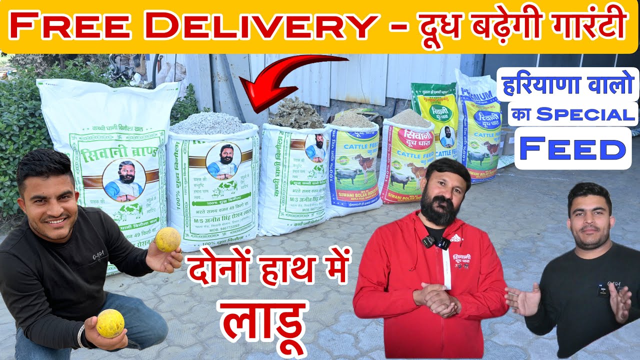 Free Delivery - दूध बढ़ेगी गारंटी । सिवानी वालों का Special Feed - दोनों हाथ में लड्डू रखो ।