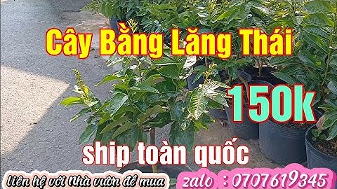 Cây Hoa Bằng Lăng Thái giá 150k. 12/04/2024