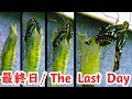 #13 アゲハチョウのさなぎ最終日 / Swallowtail butterfly - The Last Day / личинки Махаон