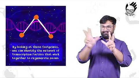 Decoding nerve repair   Transcription factors as the missing link