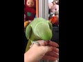 Ожереловый попугай Кузя разговаривает
