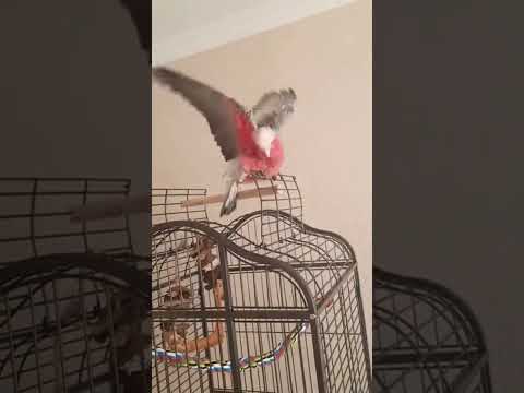 Cockatoo Dancing | Me The Parrot #talkingparrot #reels #viralshort #cockatoo #funnyparrot #parrotlov