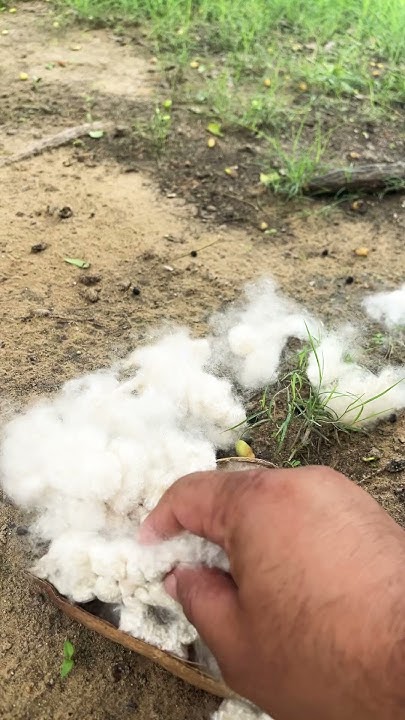 semal-cotton-in-india-nature-relaxing-meditationmusic-youtube