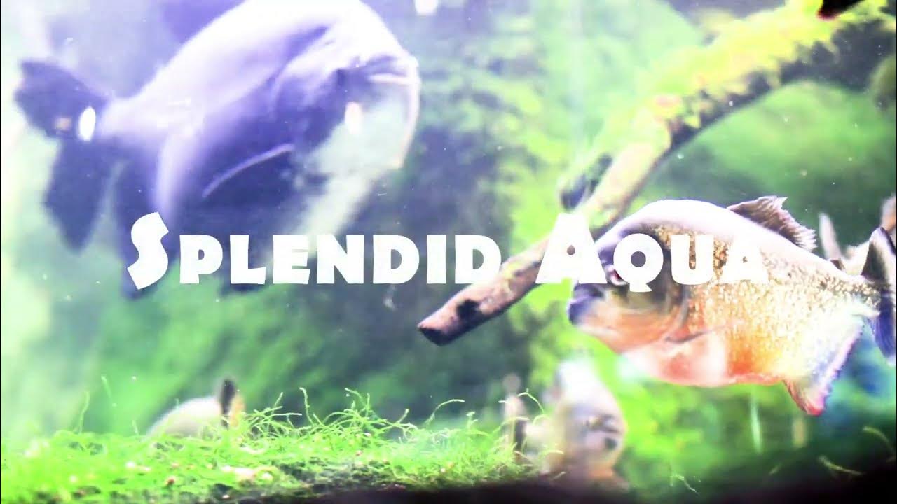 How to culture Tubifex worms. Best live food for fish. YouTube