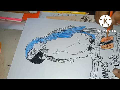 Parrot || Colored Sketch || Timelapse